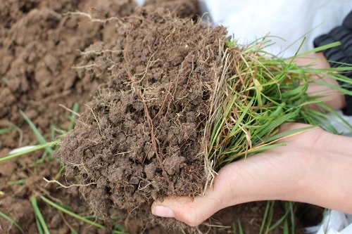Close-up of a hand holding a chunk of soil with grass attached