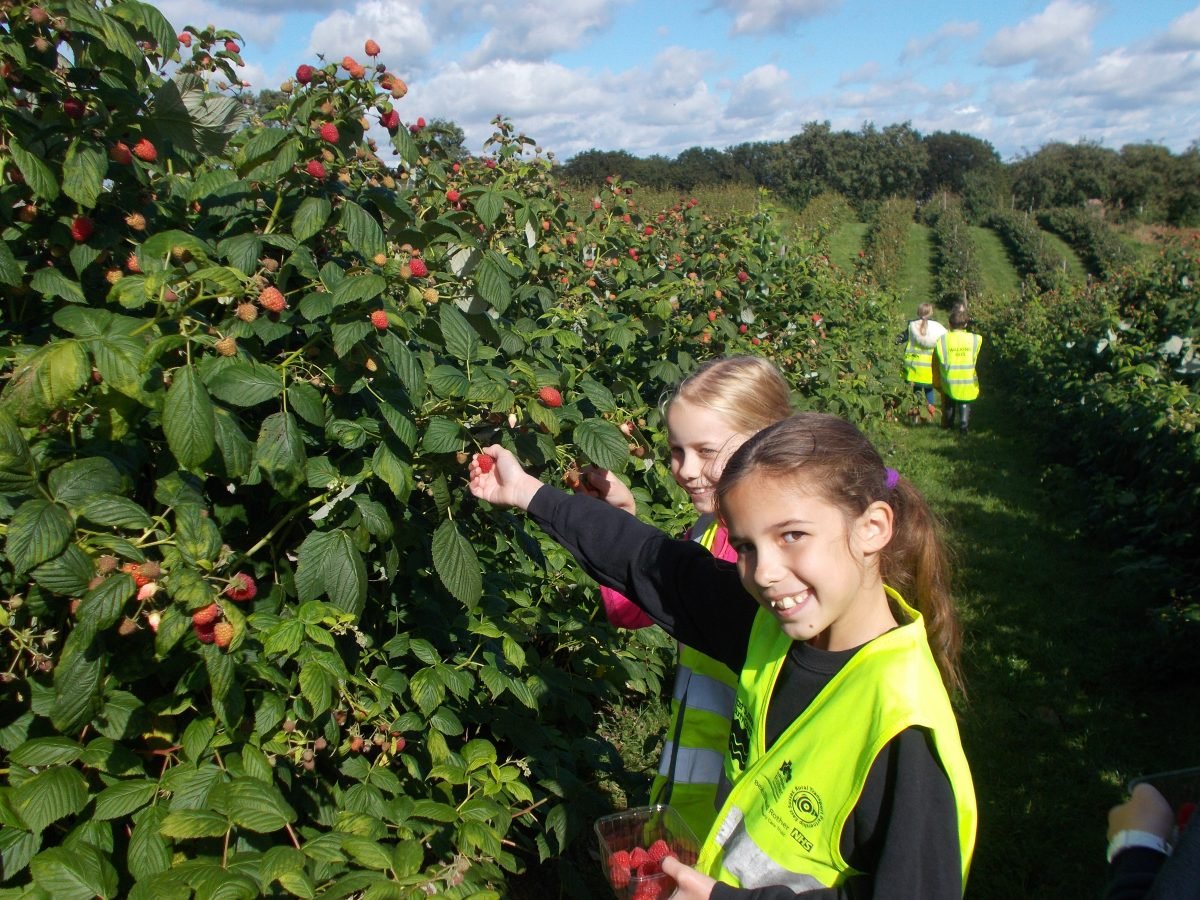 Children picking apples at farm