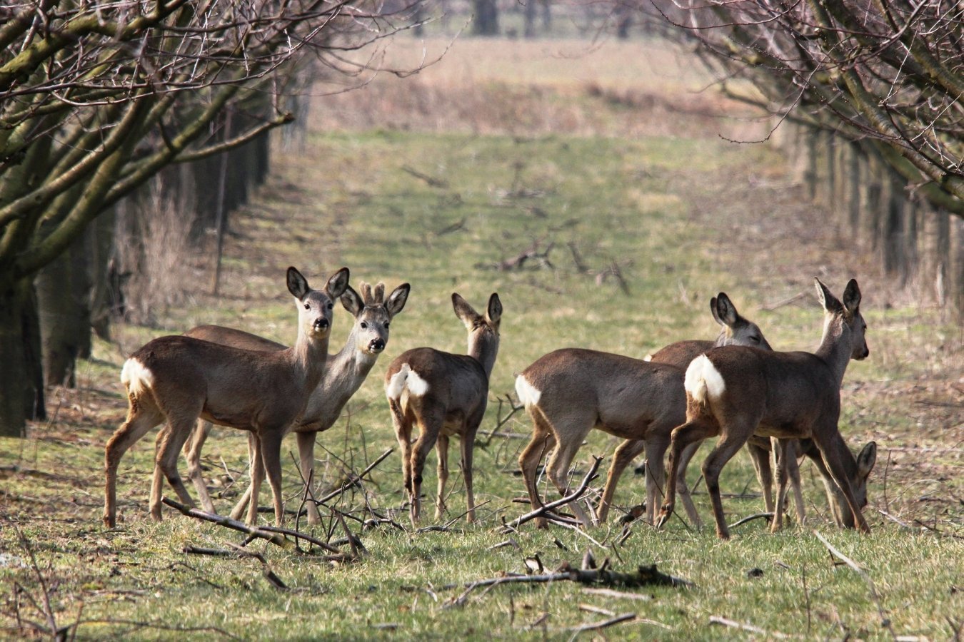 roe deer in a group