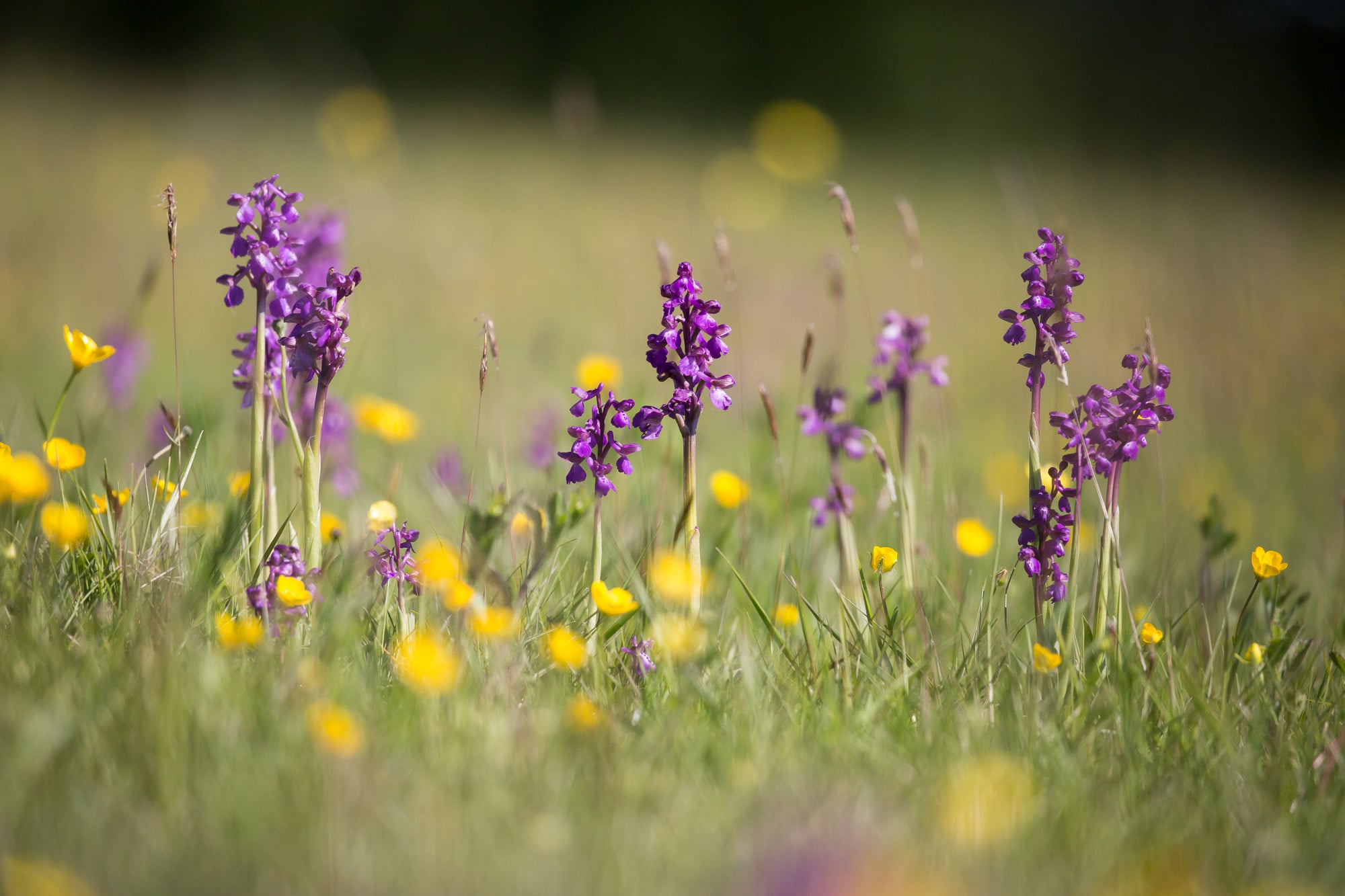 Habitat Banks and the High Weald National Landscape