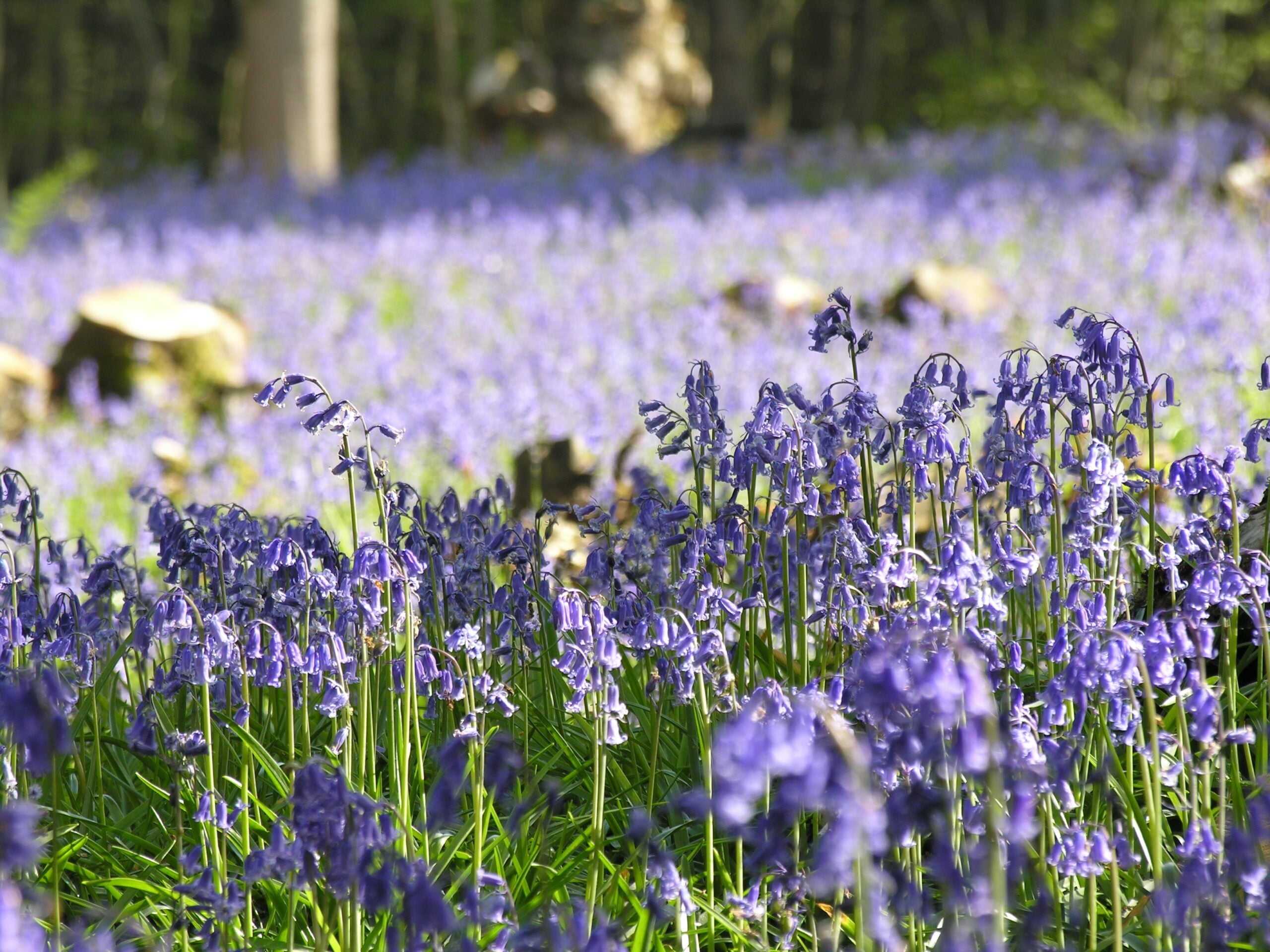 Local Wildlife Sites woodland bluebells