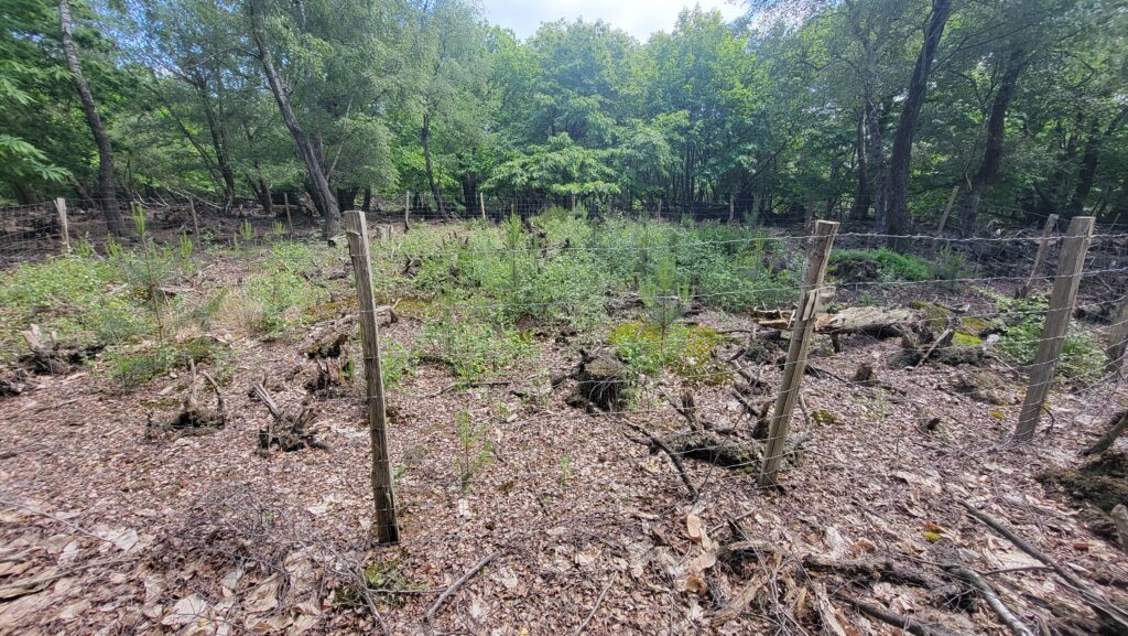 Fencing protecting young trees and natural woodland regeneration from deer browsing